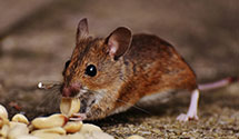 24 Hour & Emergency Exterminators in Longtown, NC